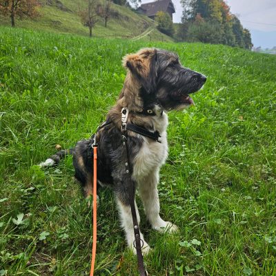 0db984d3-e31b-4c1d-80a4-1b3d01f0534a