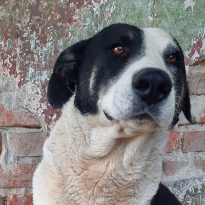 Benji 1