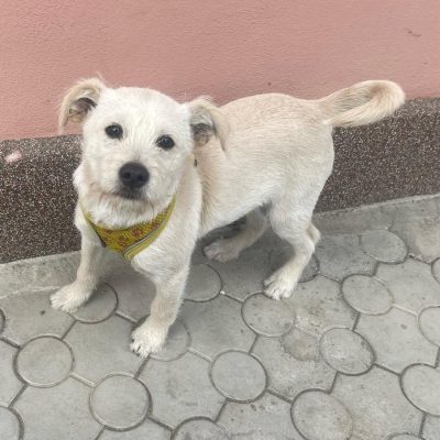 Mogli