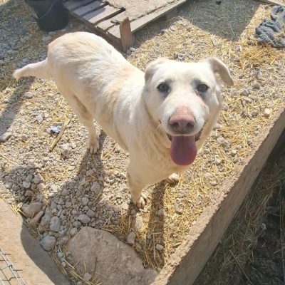 e6009fee-8304-45f4-8d85-f9bd76afd86d